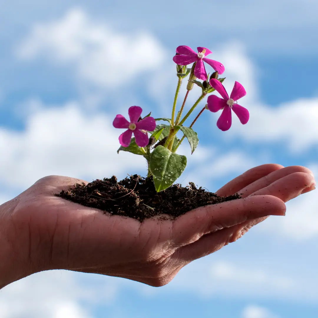 hand gently cupping a pile of dirt and flowers representing personal growth and consciousness