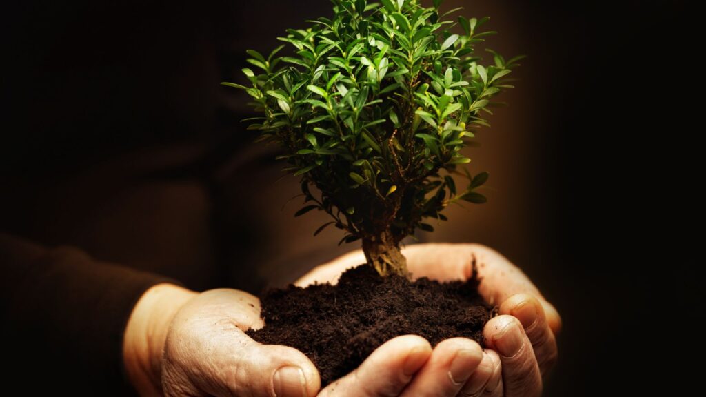 cupped hands holding a small tree set in dirt