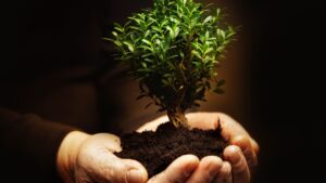 cupped hands holding a small tree set in dirt