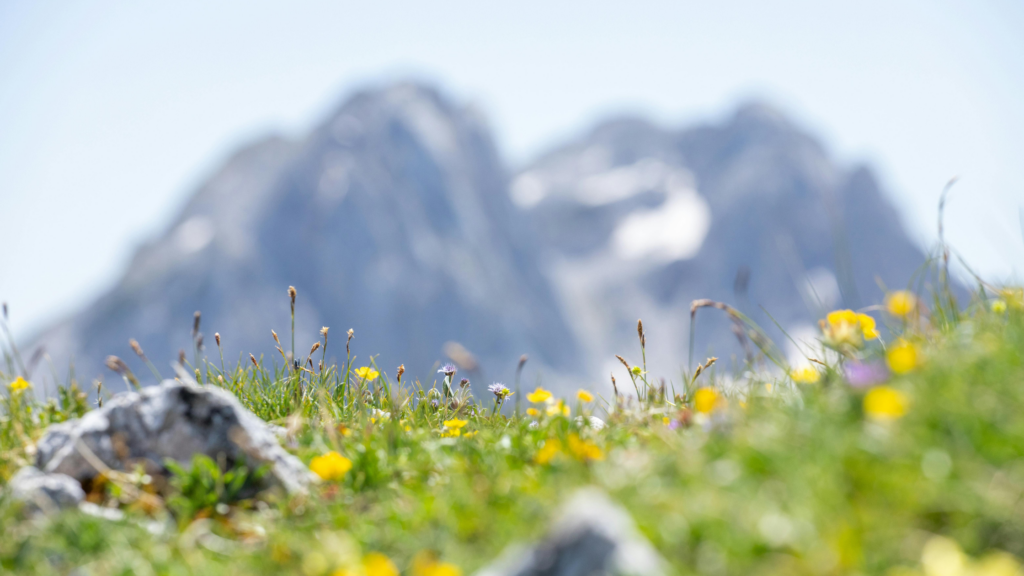 yellow flowers with blurred mountains in the background